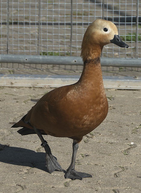 险胜